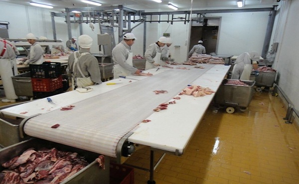 Băng tải chế biến thịt